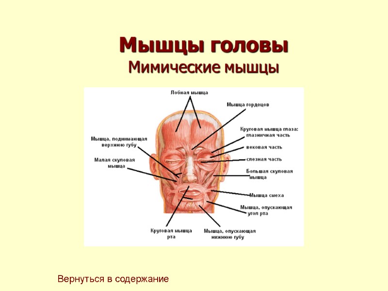 Мышцы головы Мимические мышцы Вернуться в содержание